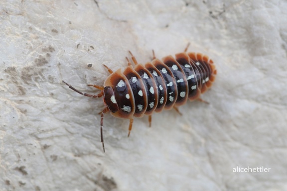 Rollassel (Armadillidium sp.)